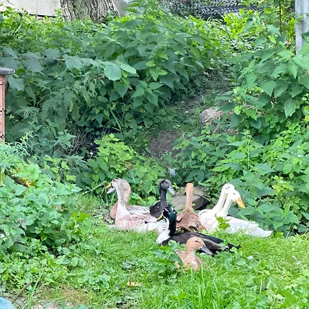 مكان تخييم Naturalnie W Miescie Gdansku