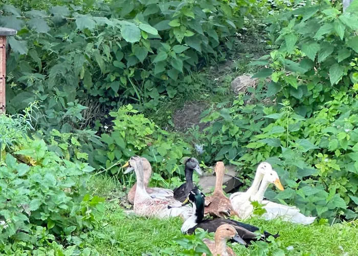 مكان تخييم Naturalnie W Miescie Gdansku